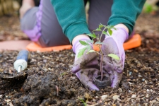 Hand Safety in the Garden