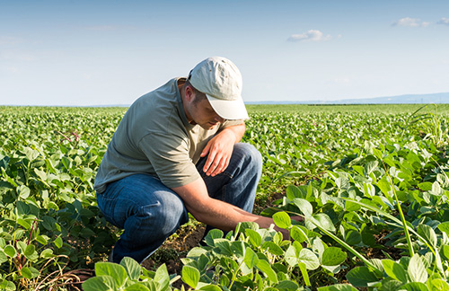 Farmers