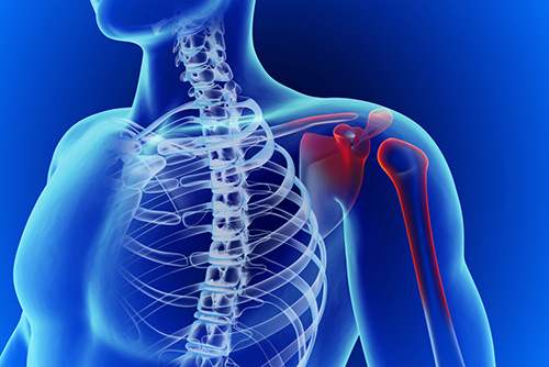 A Brief Overview of the Shoulder